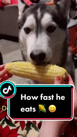 #foryou #dog #husky #cornsong