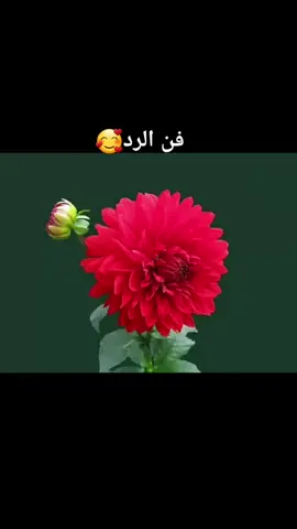 #فن_الرد🥰#اشعار_خواطر_أدعموني_عشان_نخطو_نحو_فضاء_الإبداع🥰 #سودانيز_تيك_توك_مشاهير_السودان #السودان_مصر_السعوديه_العراق_فلسطين#السودان_ولاية_شرق_دارفور_الضعين 