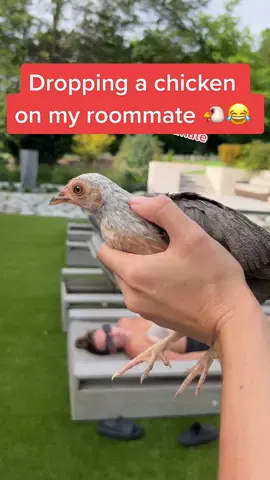 Her reaction tho 😂🤣 #fyp #viral #chicken #prank #roommates #leo