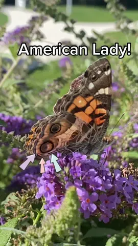 Replying to @derbyharmon1230 #greenscreen @jpcharisma both of you correctly pointed out this is an #americanlady not a #paintedlady #butterfly see the white dot on the dorsal wings and the eyespots on the ventral side #butterflytiktok #butterflies