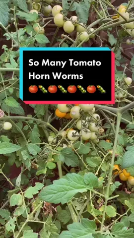 While harvesting from my parents’ volunteer cherry tomato plants, I noticed hornworm damage. I found 4 HUGE guys and then my dad found another after we left. Ugh! Gross! 🍅🐛 #tomato #tomatoes #cherrytomato #verygoodgardening  #homegrown #tomatohornworm #gross #ducks #snack #ducksoftiktok #garden #gardening #gardening101 #gardentok #gardening101 #gardentoplate #gardenwithme #backyardgarden #harv #harvesttime #growyourownfood #grow #caterpillar #homesteading #homestead #vegetablegarden 