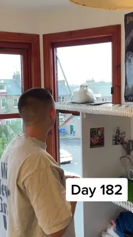 Day 182 of feeding my pet seagull to gain his trust - Steven’s been loosing his summer feathers over these past couple weeks, so i thought i’d join him and loose mine 🥺 #fyp #foryou #seagull #feedingsteven 