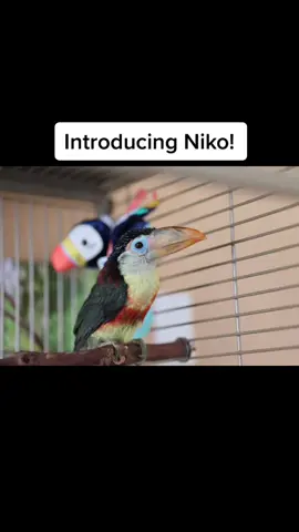 Introducing Niko! Our new baby #toucan #toucansoftiktok #toucantok #babyanimals #babybird