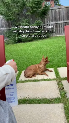 Training my dog not to bark #dogsofttiktok #dogcomedy #doghumor #foryou #fyp 