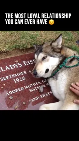 Poor baby miss his best friend  #shortfilm #catsoftiktok #cat #catlover #dogsoftiktok #doglover #dogs