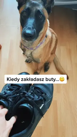 Praca zdalna sprawiła, ze mam lek separacyjny… nienawidzę ich zostawiać samych 🙈 #viral #pieski #maliniak #jedzenie #gotowanie #dlaciebie