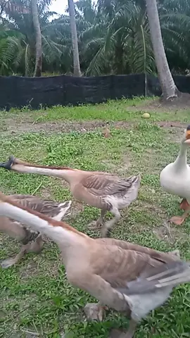 Angsa Mengamuk#rare#goose#pets