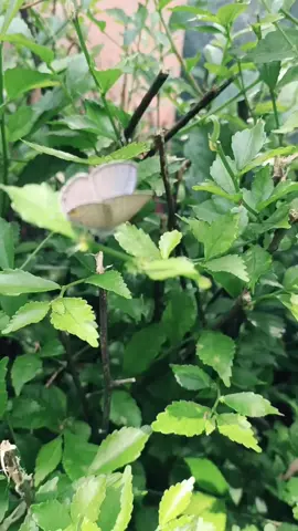 cantikkkk #kupukupu #kupu #hutan #asli #hujau 