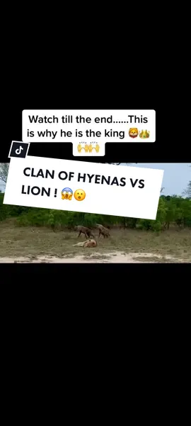 Lion is so UNBOTHERED as Clan of Hyenas wakes him up and still can’t do ‘FOKOL’ 🙈🤣😆…. When you’re king , YOU ARE A FXCKING KING 🙌🦁🙂#wildlife #animals #nature #animalsoftiktok #safari #spiceyelle #gamedrive #adventure 
