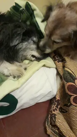 Te extraño todos los días de mi vida. Mi rocko. 😔