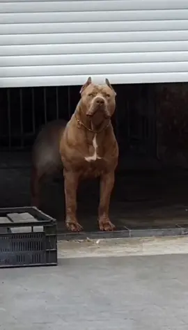 #mauritius🇲🇺 #mauritius #pitbull #hulk #muscle #muscular #dog