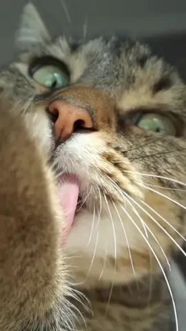 Maybe the sweetest paw in the world 🐾 #catsoftiktok #cat #cats #viral #Love #funnycat