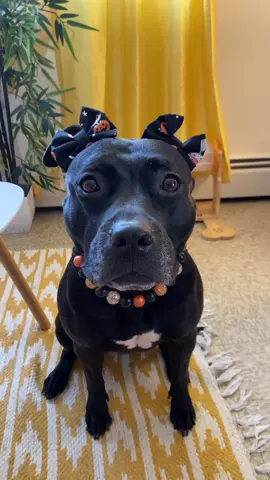 what do you think her costume will be this year? 👀🎃