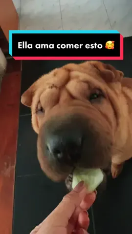 Hagan como shaira 🥰 #shairaaaaaa #sharpei #sharpeilove #sharpeipuppy #sharpeisoftiktok #perrosdetiktok #perrosfelices #perrosdivertidosmascotas #caba #buenosairesシ #barranquillera #barranquilla_colombia 