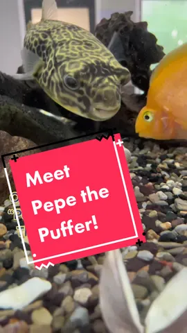 Meet Pepe! Our newest addition to the tank! 🐠 #fishtank #officefishtank #pufferfish #capeveterinaryhospital #vettok #veterinaryhospital #fyp #takeasmallbite #veterinarian