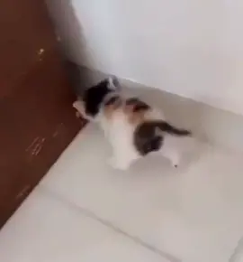 cat hits wall