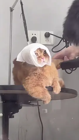 🥺 #cat#catsoftiktok #cats #catslovers #猫#猫可愛い #猫のいる暮らし 