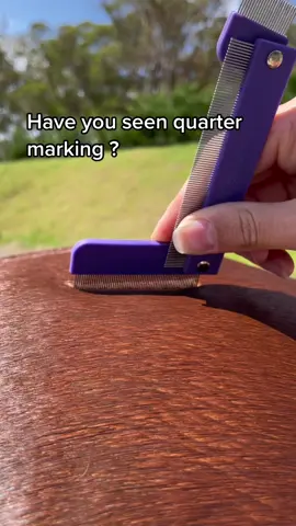 Have you tried quarter marking ? Try it with our 3 section QTR Comb ! #asmr #oddlysatisfying #horselife #horse #pony #quartermarks