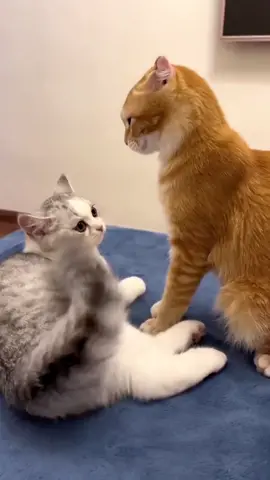 🫣🫣🫣#cat #pet #life #catlover #funny #angrycat #catsoftiktok #fyp