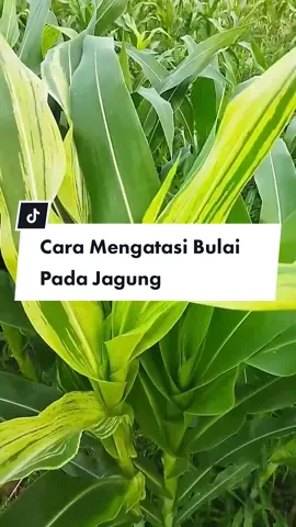 Cara mengatasi penyakit bulai pada tanaman jagung #fypシ゚viral #petaniindonesia🇮🇩🇮🇩🇮🇩🌿🌿 