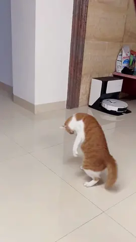 She tried to catch her tail😂#cat #catsoftiktok #kitten #fyp #foryou