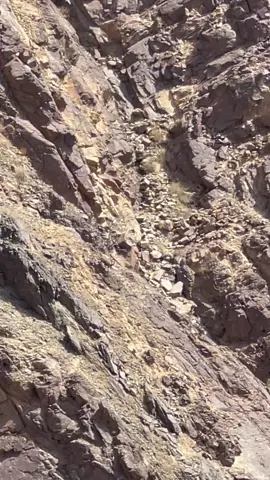 #اكسبلور #مقناص_الصيد #صيد #وعل #اكسبلورر #مقناص_الشمال #مقناص