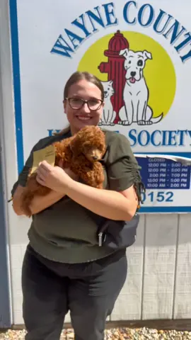 Congratulations 2 scoops, Blaze and Inferno!! #fyp #foryou #dogvideo #shelterdog #puppymillsurvivor #woosterohio #ohio 