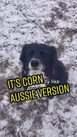 I mean look at this thing #itscorn #itscornsong #aussie #australianshepherd #itscornremix 