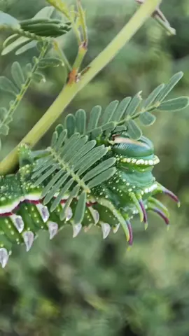 Oruga de Polilla de Seda (Syssphinx hubbardi) captada en el ANP Estero del Soldado #zoologia #senderismo #biologia #mariposas #insectos #entomologia