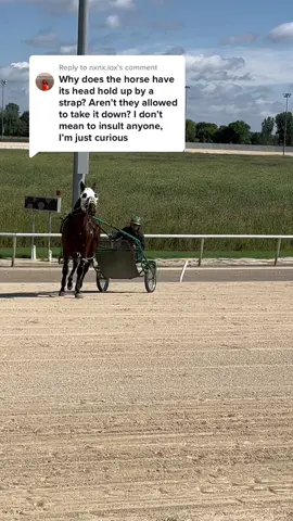 Replying to @nxnx.lox  what is an overcheck used for #breedraiserace #harnessracing #standardbred #equestrianvibes #horsegirl #mnharness #iamhorseracing #racehorses 