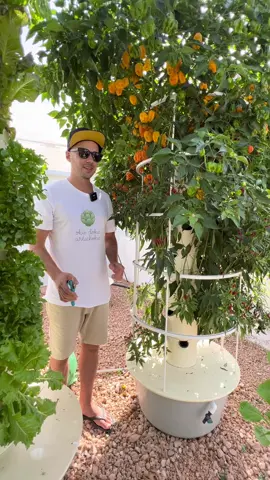 Vertical farming with aeroponic peppers #peppers #chili #aeroponics #towergarden #verticalfarming #agriculture #hydroponics #gardening #habanero #farming