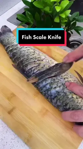 Fish Scale Knife🔥Senang Potong Dan Masak Ikan Dah👍#tiktok #tiktokshopmalaysia #tiktokviral #viral #foryou #flexyourfreestyle #gayadirumah #ttsboleh #fyp #fypツ #homeliving #hometech #fishscale #fishknife #pisauikan #stainlesssteel #fishscraper #scraper #fishhacker #fishhack #ikan #dapur #KitchenHacks #kitchen #dapurhack #LifeHack #household