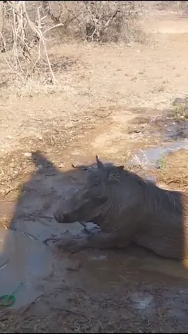 warthog playing in the mud  #wildanimals #foryou 