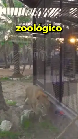 Hombre Va Leon 🤣🦁🥊 #pelea #leon #zoo 