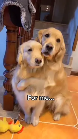 It's love ✨HUGS✨#dogs #cute #dogsoftiktok #formeireallylikecorn #fyp 
