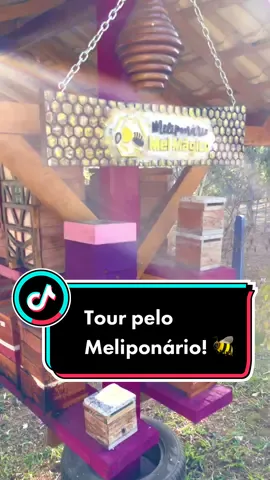 Tour 360 por alguns de nosso Meliponários! 🐝🐝 Alguma dúvida? Só nós perguntar nos comentários! #abelhasemferrao #apicultura #meliponario #biodiversidade #salveasabelhas #entrega #foryou #foryoupage #insetosdobrasil #inseto #polinização #insetos #abelha #abelha #bee #o #mel #abelhas #natureza #meliponicultura #abelhasnativas #abelhasemferrao #nature #honey #bees #flores #apicultura #meliponario #savethebees #asf#abelhasindigenas #salveasabelhas #meliponas #educa #flowers #abelhajatai #abelhanativa #abelhassemferraonotiktok #abelhasenativas #melmagico #meliponariomelmagico