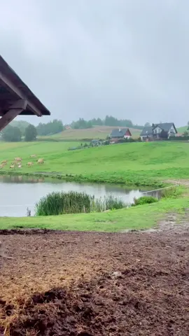 Fjord paradise ❤️ #fjordhorses #paradise #hodowlafiordów #konie #hodowla #stajnia 