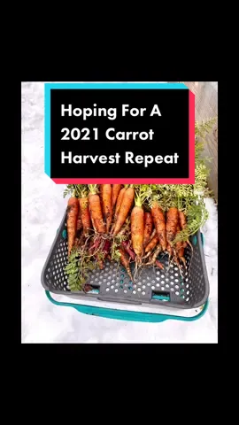 My carrots are already germinating! I’m really hoping this means I might have the chance to get a repeat of my 2021 carrot harvest. Stay tuned for how I winterize these cold frames in my garden. #carrot #plants #germination #verygoodgardening #garden #fallgardening #gardening #coldframe #growyourownfood #grow #gardentok #gardener #homegrown #homestead #backyardgarden #gardenwithme #vegetablegarden 