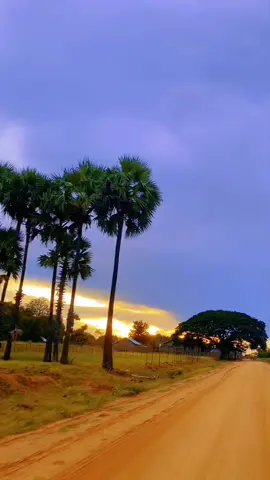 အညာက စာဥလွမ်းနေသူတွေအတွက်🥺🥺#foryou #missyou #sad #အညာမြေ #သရက်ပင်ရွာ #ချောက်မြို့နယ် #ပန်းအိဖြူ #စာဥ 