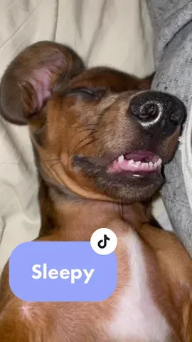 #dogsoftiktok #dachshund #puppy #sleepy 