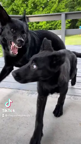 Little man really messed up.. 😂👌🏼 #fyp #germanshepherd #itwasatthismoment #gsd #dogcorrections #funnydogvideos #gsdpuppy #blackgsd #itwasatthismomentheknew #hefedup #originalcontent #dogsoftiktok #workingdogs #workingk9 #gsdpuppies #dogs