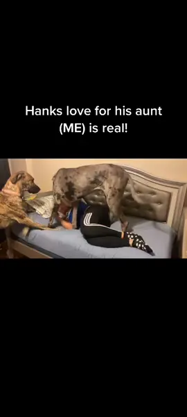 #Love #TrueLove #yuck #funny #stop #kisses #dogkisses #slobber #puppylove #greatdane #hank #laughter #hilarious 