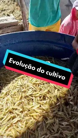 Evolução do nosso cultivo #viveirodecamarao #agroetop #criadouro #shrimp #camarão #fazenda