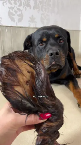 #rottweiler #rawfeeding #tiktokdeutschland #asmreating #asmr