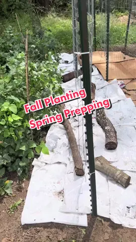 Fall planting and spring prepping. #fallgarden #springgarden #prepping #ShowOffLandOFrost #zone8b #gardening101 #educational #gardentips #lisarn22 #garlic #keepplantingyall @lisa_rn_22 