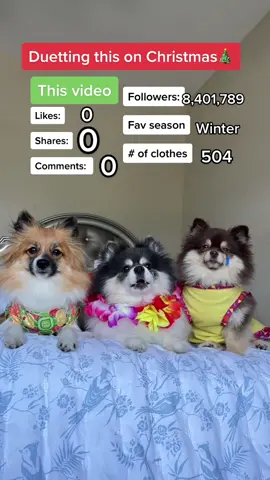They are really hoping for some changes by Christmas🥹💞#duet #christmas #dogsoftiktok duet this at Christmas 🎄 