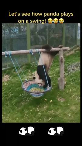 Panda: Play on a swing is so easy for me! 🤭🤭🤭 #panda #funny #cute #pandaexpress #fyp #foryou
