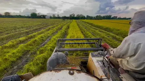 Quê mình vui nhất tới mùa cắt lúa 😂 #xuhuongtiktok