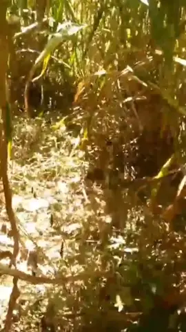 Axe Uma Sicuri 😨 #meme #sucuri #foryou