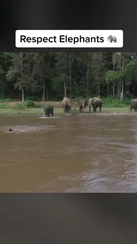 Wait till the end #elephant #respect #foryou #fyp #help #amazing #animals